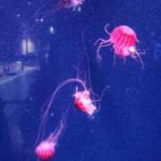 ヒメ日記 2025/11/25 17:56 投稿 つらら スピードエコ梅田店