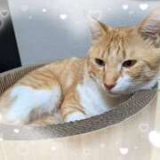 ヒメ日記 2025/09/10 07:15 投稿 くれは 吉野ケ里人妻デリヘル 「デリ夫人」