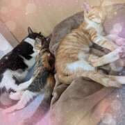 ヒメ日記 2025/12/07 21:54 投稿 くれは 吉野ケ里人妻デリヘル 「デリ夫人」