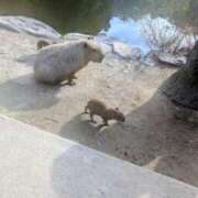 ヒメ日記 2025/12/08 10:30 投稿 くれは 吉野ケ里人妻デリヘル 「デリ夫人」