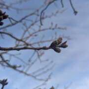 ヒメ日記 2026/03/21 07:37 投稿 くれは 吉野ケ里人妻デリヘル 「デリ夫人」