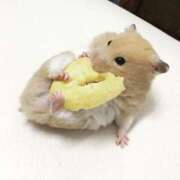 ヒメ日記 2026/04/04 06:30 投稿 るい 性春放課後スクワット五反田編