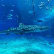 ヒメ日記 2025/08/13 11:27 投稿 ひまり❤S級新人入店 CURE（辻）