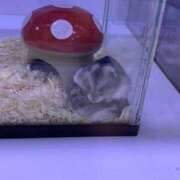 ヒメ日記 2025/08/23 17:53 投稿 いちご 府中ダービー