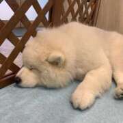 いちご 明日は絶対♡ 府中ダービー