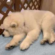 いちご ♡ 府中ダービー