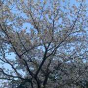 桐野 さき 🌸 人妻セレブ宮殿