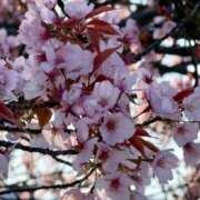 ヒメ日記 2026/04/09 15:02 投稿 なゆ姫 I know すい～つ 生クリームpie