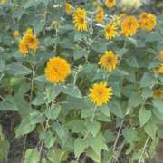 ヒメ日記 2025/09/14 06:07 投稿 桜花/おうか Platinum Legend(プラチナムレジェンド)