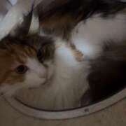 ヒメ日記 2025/10/09 23:24 投稿 もえか MINT（ミント）