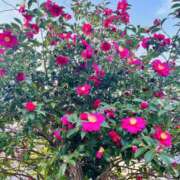 ヒメ日記 2025/12/28 06:50 投稿 はな DEEP BLACK