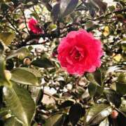 ヒメ日記 2025/12/29 13:36 投稿 はな DEEP BLACK