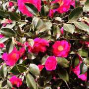 ヒメ日記 2026/01/22 06:55 投稿 はな DEEP BLACK