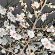 ヒメ日記 2026/01/31 23:04 投稿 はな DEEP BLACK