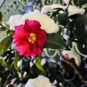 ヒメ日記 2026/02/12 22:18 投稿 はな DEEP BLACK