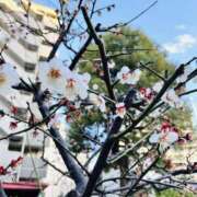 ヒメ日記 2026/02/26 07:31 投稿 はな DEEP BLACK