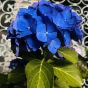 はな 藍色 DEEP BLACK