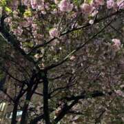 ヒメ日記 2026/04/11 16:58 投稿 なつき Limited SPA(リミテッドスパ)