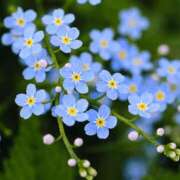 ヒメ日記 2025/07/31 19:22 投稿 花村 ゆず 大阪貴楼館