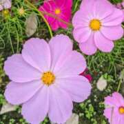 ヒメ日記 2025/09/03 21:52 投稿 花村 ゆず 大阪貴楼館