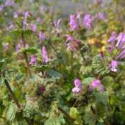 ヒメ日記 2026/04/02 19:32 投稿 花村 ゆず 大阪貴楼館