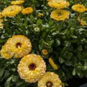 花村 ゆず 🌸時間変更のお知らせ🌸 大阪貴楼館