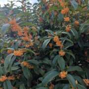 花村 ゆず 明日10/12(月・祝)、10/13(火)出勤いたします🌸 大阪貴楼館