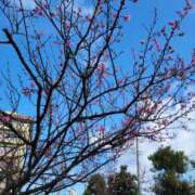 名越 美香 昨日は出勤でした😊 熟女・人妻マダム宮殿