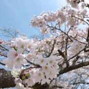 ゆずは【色香ただよう未経験】 この前🌸 どMばすたーず 群馬 高崎店