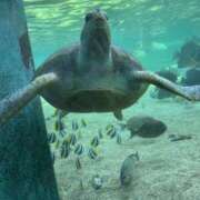 りりな お礼日記🫶🏻︎🩵🫧 最高級 エロエロ奥様 越谷店