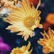 ヒメ日記 2025/09/04 14:44 投稿 さえ ごほうびSPA五反田店