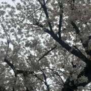 ひめか 桜 激やみ！痴女伝説　五反田店