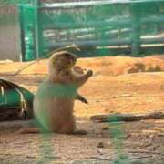 ヒメ日記 2026/03/26 17:41 投稿 よる 天空のマット