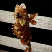 ヒメ日記 2026/01/09 17:51 投稿 きい 水戸ソープランド　水戸スリーナイン(9990)