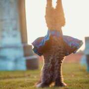 ヒメ日記 2025/11/14 09:57 投稿 しなの 厚木人妻城