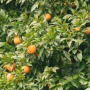 ヒメ日記 2025/11/14 14:42 投稿 しなの 厚木人妻城