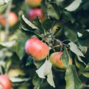 ヒメ日記 2025/12/13 10:50 投稿 しなの 厚木人妻城