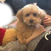 れお さて頑張る！頑張るぞ！ ぷよラブ れぼりゅ～しょん