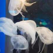 ヒメ日記 2026/03/04 13:39 投稿 朝倉みなみ ザイオン 会員制アロマエステ