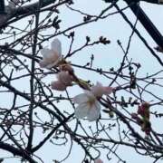 ヒメ日記 2026/03/19 18:59 投稿 朝倉みなみ ザイオン 会員制アロマエステ