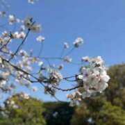 ヒメ日記 2026/03/31 10:59 投稿 朝倉みなみ ザイオン 会員制アロマエステ