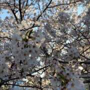 ヒメ日記 2026/04/03 20:02 投稿 もも JAPAN CLUB BUNNY LOUNGE