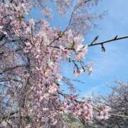京子 お花見の効果🌸 Club-Embassy