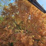 ヒメ日記 2025/11/30 12:10 投稿 みれい 熟女総本店 堺東店