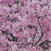 ヒメ日記 2026/04/02 14:24 投稿 みれい 熟女総本店 堺東店