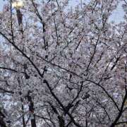 ヒメ日記 2026/04/07 06:49 投稿 みれい 熟女総本店 堺東店