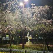 ヒメ日記 2026/04/08 04:56 投稿 みれい 熟女総本店 堺東店