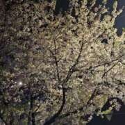 ヒメ日記 2026/04/11 04:57 投稿 みれい 熟女総本店 堺東店