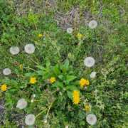 ヒメ日記 2026/04/15 09:07 投稿 みれい 熟女総本店 堺東店