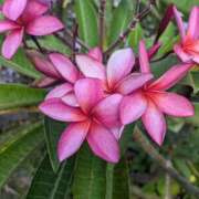 ヒメ日記 2025/11/29 15:18 投稿 夏枝(なつえ占めしたくなる美貌 五十路有閑マダム～沖縄店～